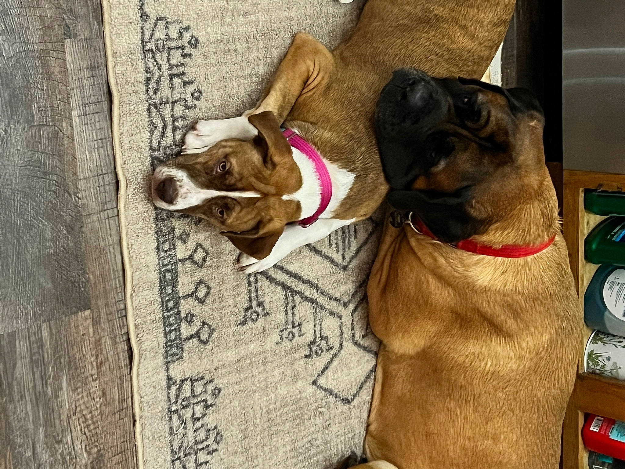 Sky joined the competition — help win amazing prizes! art, canidae, carnivore, collar, companion_dog, dog, dog_breed, dog_collar, dog_supply, eyewear, fashion_accessory, fawn, handwriting, leash, liver, pet_supply, snout, sporting_group, wood, working_animal