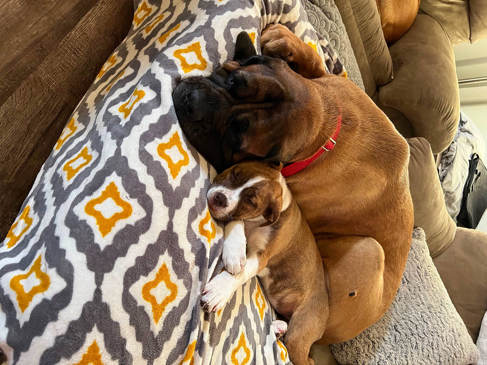 Sky joined the competition — help win amazing prizes! canidae, carnivore, collar, comfort, companion_dog, dog, dog_breed, dog_collar, ear, fawn, fur, leash, linens, liver, plant, snout, sporting_group, toy_dog, working_animal, wrinkle