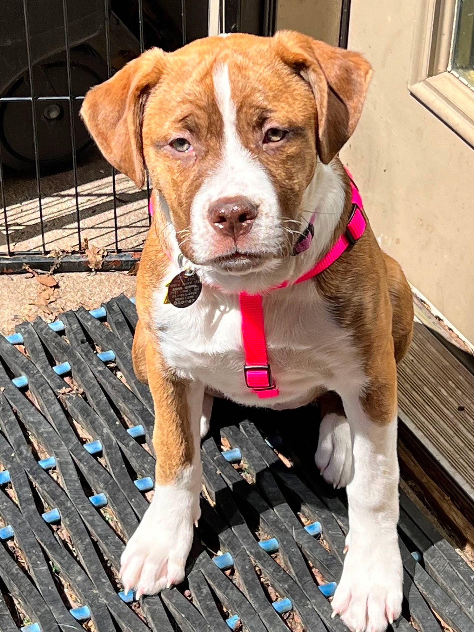 Sky is registered to the contest to win money with this photo: carnivore, collar, companion_dog, dog, dog_breed, dog_collar, dog_supply, fawn, fur, hunting_dog, leash, liver, mesh, pet_supply, sporting_group, whiskers, window, working_animal, working_dog