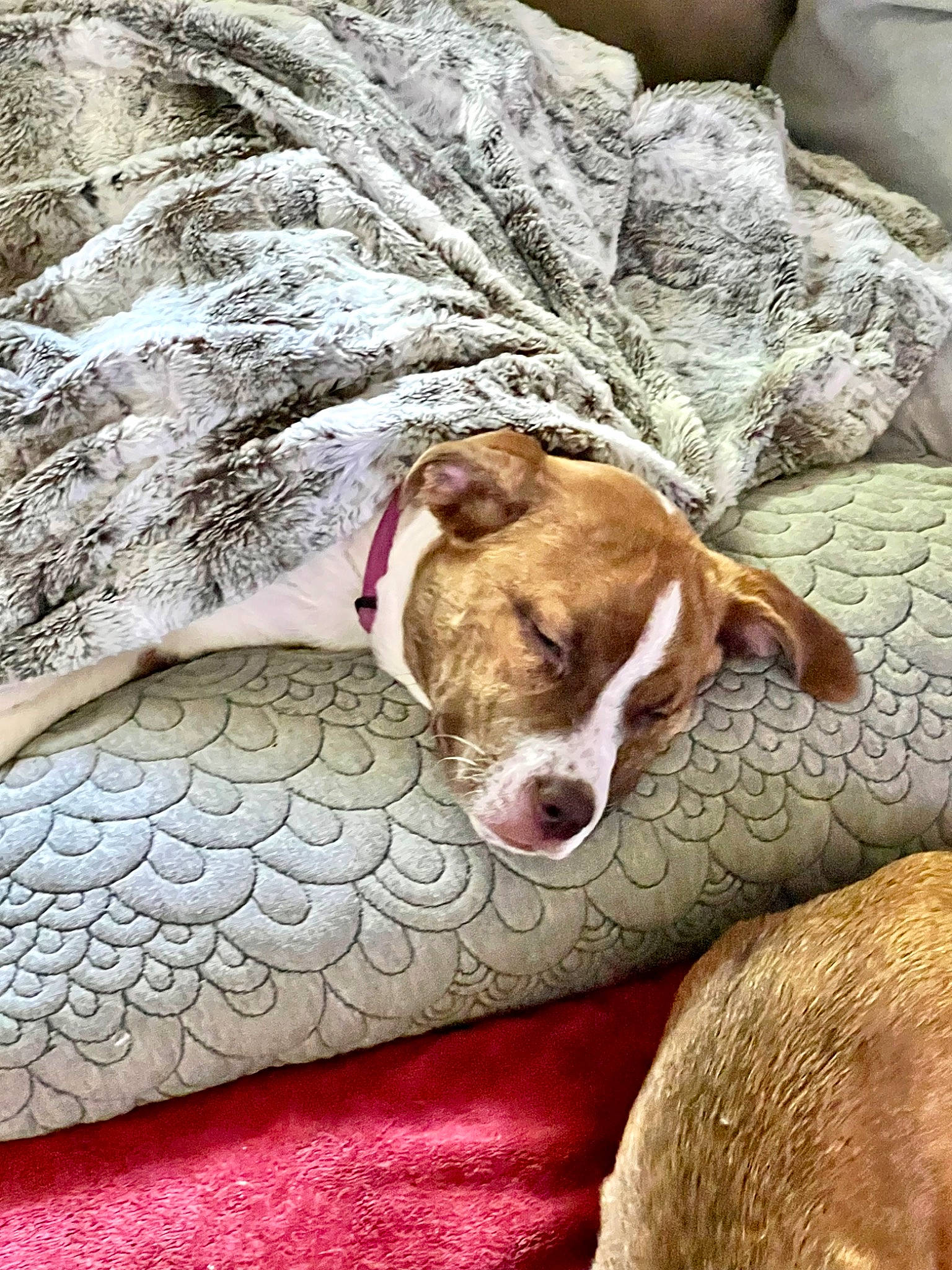 Sky joined the competition — help win amazing prizes! canidae, carnivore, comfort, companion_dog, dog, dog_breed, fawn, fur, grass, linens, liver, nap, paw, sleep, snout, sporting_group, terrestrial_animal, whiskers, wood, working_animal