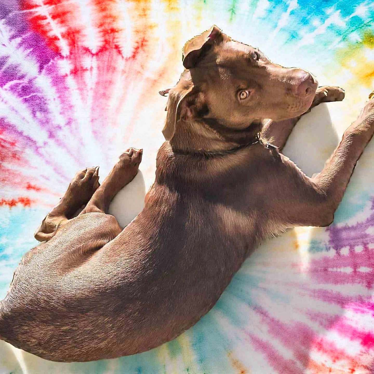 Bearentino. is registered to the contest to win money with this photo: animal, blanket, bright, brown_dog, canine, colorful, companion, curious, cute, dog, domestic_animal, fur, indoor, laying_down, looking_back, pattern, pet, relaxed, soft_texture, tie_dye