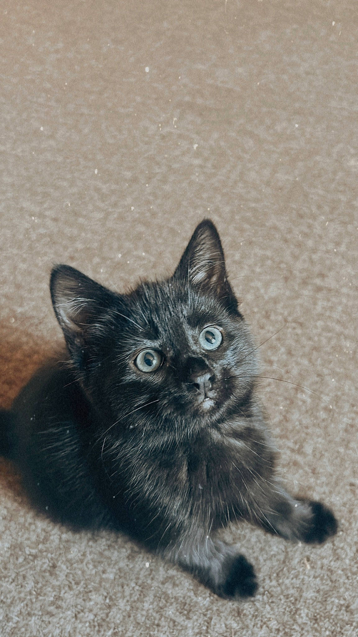 Toga a rejoint le concours — aidez-le/la à gagner de superbes lots ! black_cat, carnivore, cat, claw, domestic_short_haired_cat, felidae, fur, grey, monochrome, monochrome_photography, paw, road_surface, sand, small_to_medium_sized_cats, snout, tail, terrestrial_animal, whiskers