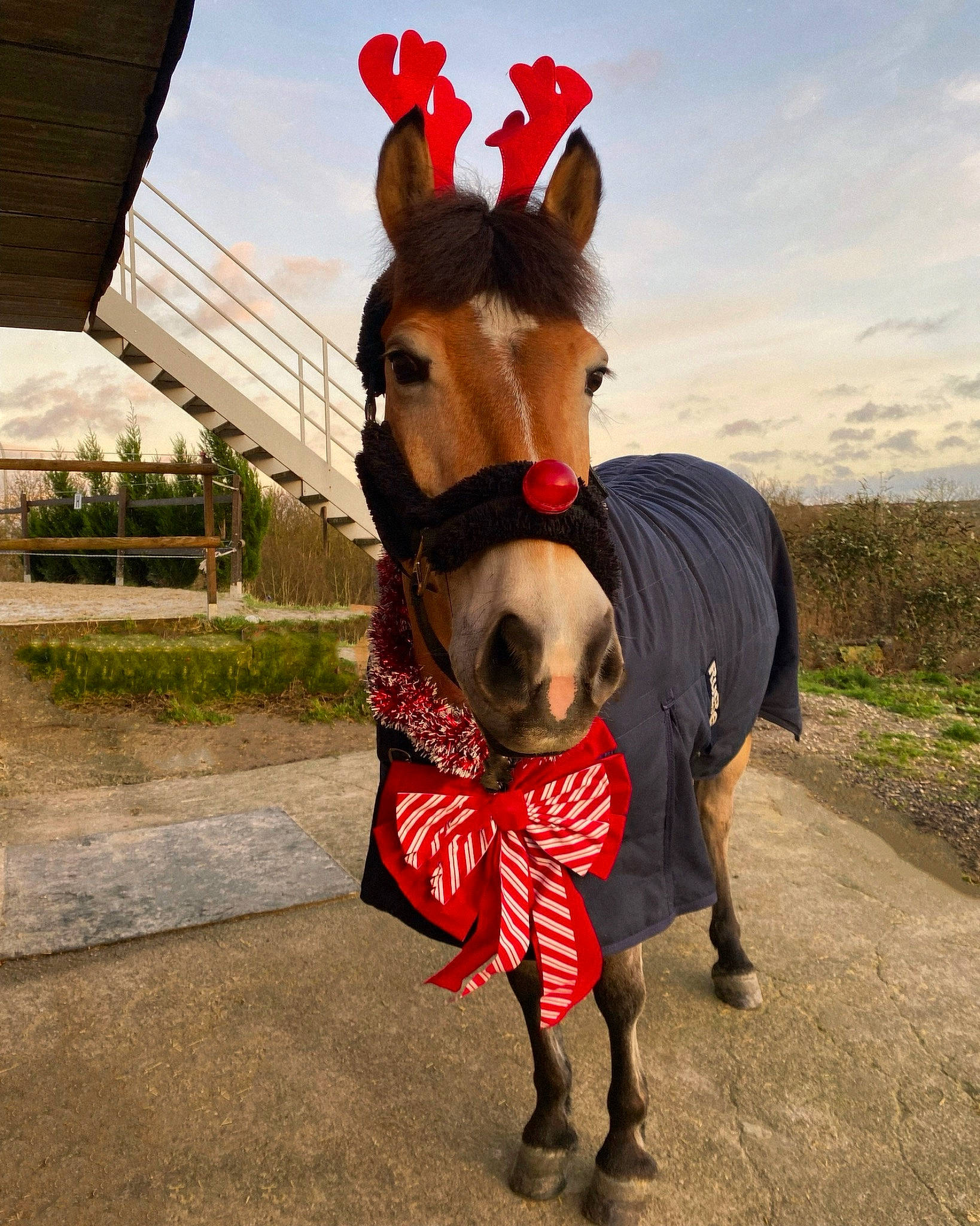 Roxane a rejoint le concours — aidez-le/la à gagner de superbes lots ! bridle, cloud, event, fawn, grass, happy, horse, horse_supplies, horse_tack, landscape, liver, livestock, mane, mare, pack_animal, plant, recreation, sky, snout, working_animal