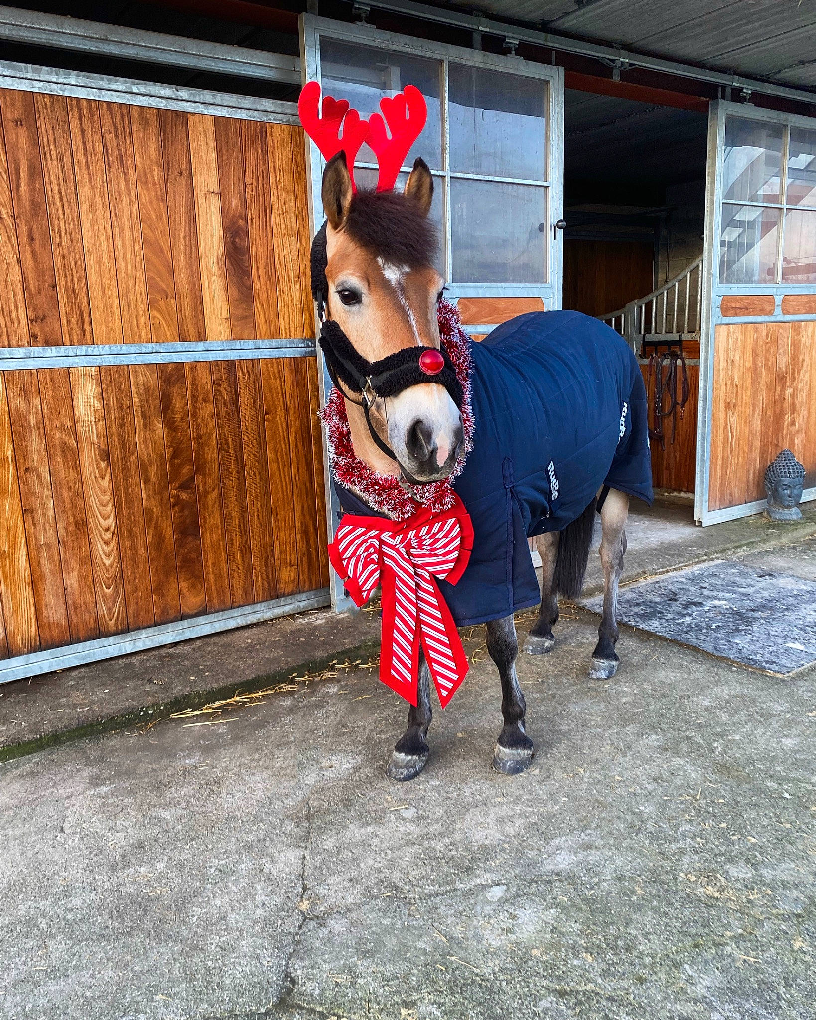 Roxane participe au concours pour gagner de l'argent avec cette photo : bovine, bull, canidae, carmine, costume, dairy_cow, dog_breed, dog_clothes, dog_supply, door, fawn, fur, horn, human_leg, livestock, pack_animal, snout, tail, wood, working_animal