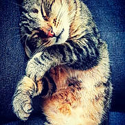 Marley a rejoint le concours — aidez-le/la à gagner de superbes lots ! abyssinian, animal, armchair, bodypart, cat, chair, couch, egyptiancat, electronics, face, furniture, hardware, head, kitten, manx, person, pet, photography, portrait, sleeping