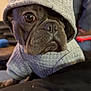 dog, hoodie, clothing, pet, cute, close_up, indoor, brown_eyes, portrait, animal, canine, fashion, cozy, soft_texture, looking, sitting, black_fur, domestic_animal, warm, casual