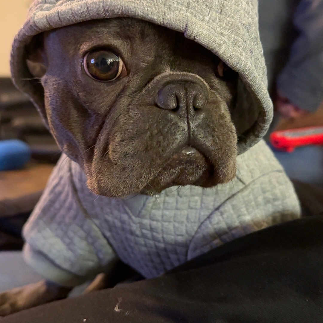 Scrappy Dizzle is registered to the contest to win money with this photo: animal, black_fur, brown_eyes, canine, casual, close_up, clothing, cozy, cute, dog, domestic_animal, fashion, hoodie, indoor, looking, pet, portrait, sitting, soft_texture, warm