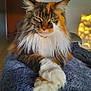 animal, blanket, cat, close_up, cozy, cute, domestic_cat, ears, feline, fluffy, fur, indoor, maine_coon, mammal, paw, pet, portrait, relaxed, resting, whiskers