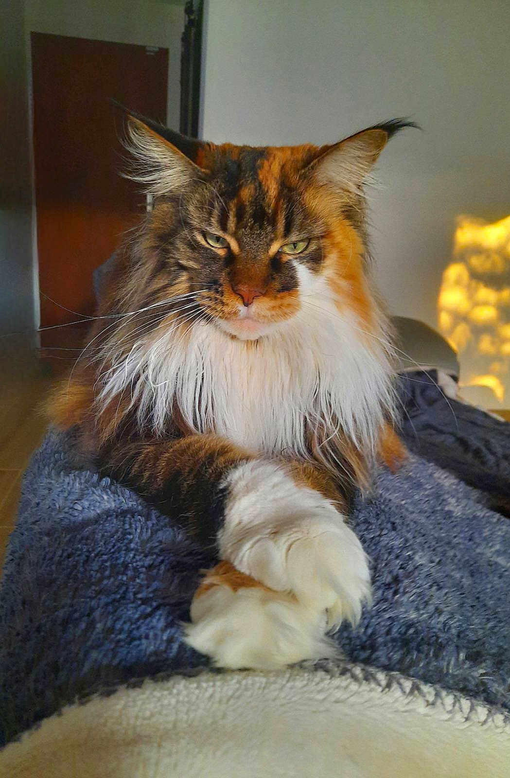 Omy