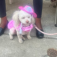 Mercedes joined the competition — help win amazing prizes! dog, white_dog, pink_clothing, pink_hat, leash, sidewalk, person, black_pants, black_shoes, pet, outdoor, concrete, sitting, canine, animal, accessory, fashion, small_dog, cute, companionship