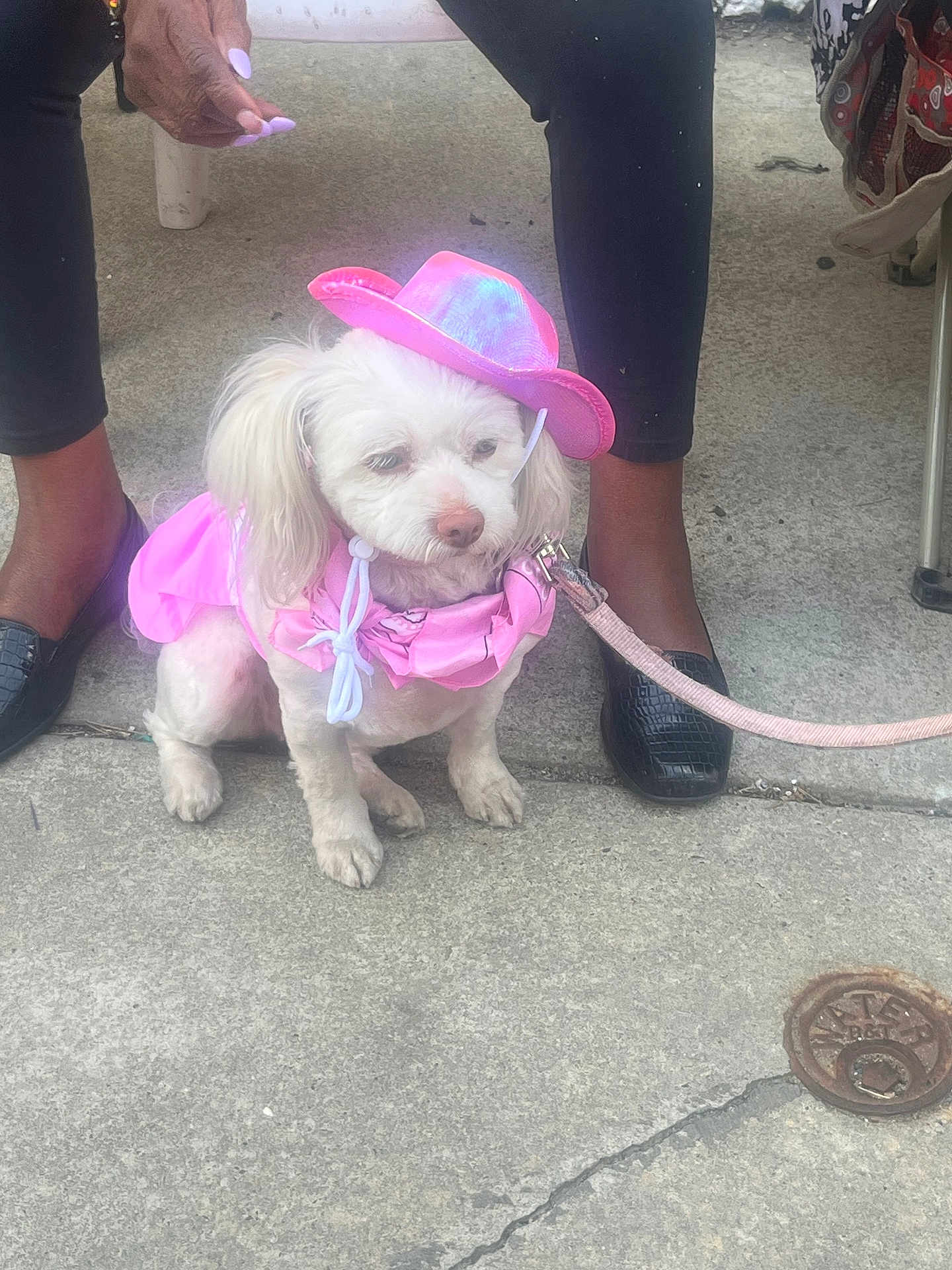 Mercedes joined the competition — help win amazing prizes! dog, white_dog, pink_clothing, pink_hat, leash, sidewalk, person, black_pants, black_shoes, pet, outdoor, concrete, sitting, canine, animal, accessory, fashion, small_dog, cute, companionship