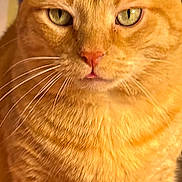 Jackson James joined the competition — help win amazing prizes! alert, animal, cat, close_up, cute, domestic_cat, eyes, face, feline, fur, fur_texture, green_eyes, indoor, mammal, orange_tabby, pet, portrait, tabby, whiskers