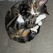 Scar joined the competition — help win amazing prizes! cat, tabby, sleeping, curled_up, paws, fur, couch, gray, cozy, pet, indoor, resting, cute, animal, feline, whiskers, closeup, relaxing, soft, domestic