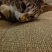 Scar joined the competition — help win amazing prizes! animal, beige, cat, close_up, couch, cozy, domestic, ears, face, fur, furniture, indoor, lying_down, pet, relaxed, resting, sleepy, tabby, texture, whiskers