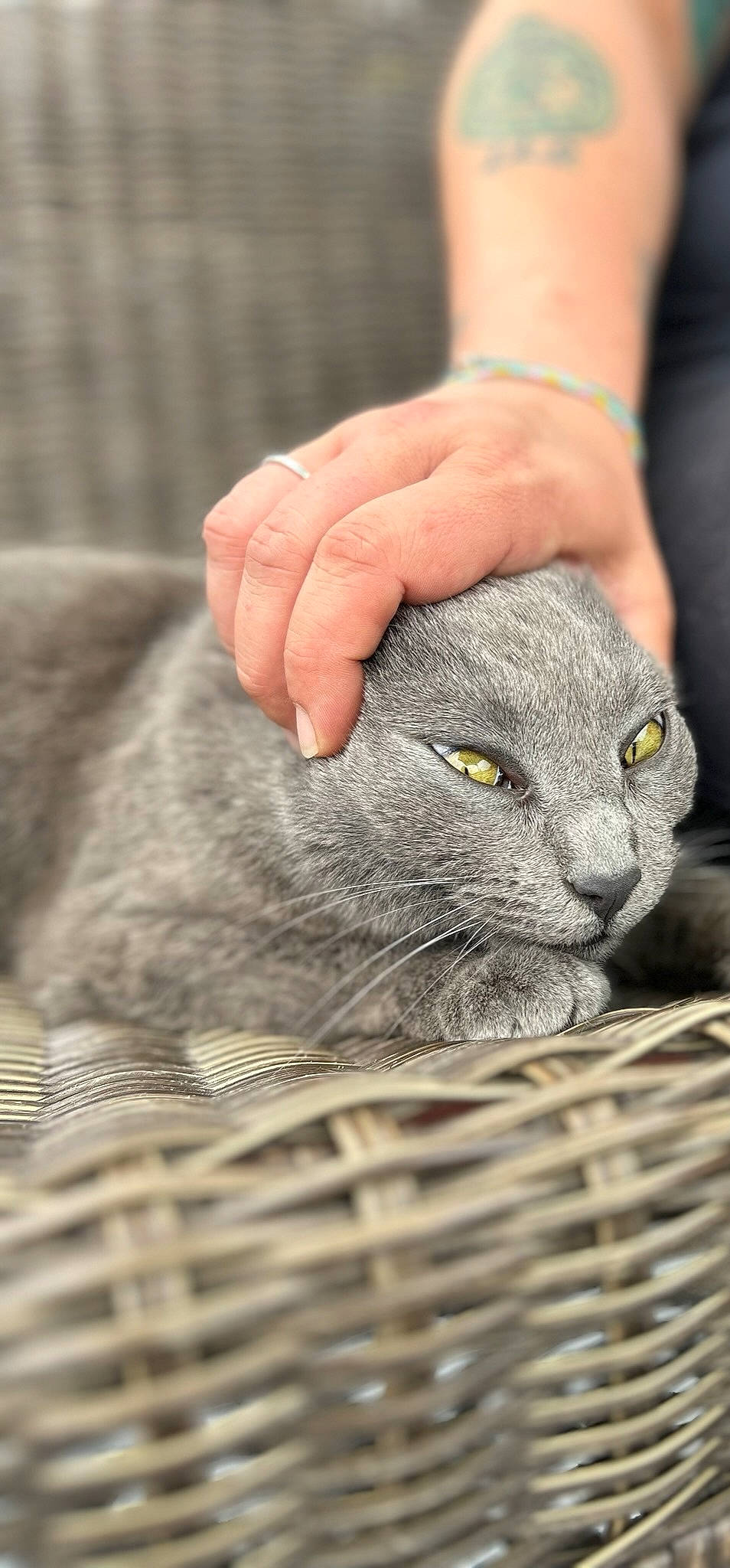 Smokey is registered to the contest to win money with this photo: carnivore, cat, claw, domestic_short_haired_cat, felidae, fur, grey, hand, russian_blue, small_to_medium_sized_cats, snout, terrestrial_animal, whiskers, wildlife