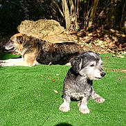 Xana E Alex a rejoint le concours — aidez-le/la à gagner de superbes lots ! dog, dogs, outdoor, sunlight, grass, greenery, animal, pet, nature, tree, leaf, sitting, lying_down, fur, canine, daylight, shade, relaxing, garden, park