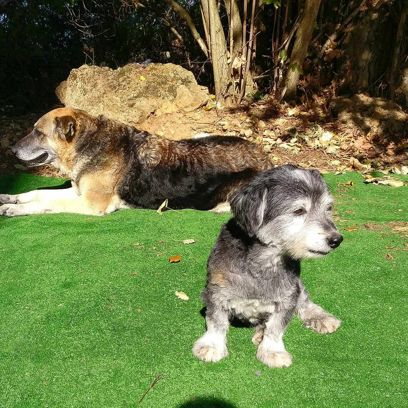 Xana E Alex a rejoint le concours — aidez-le/la à gagner de superbes lots ! animal, canine, daylight, dog, dogs, fur, garden, grass, greenery, leaf, lying_down, nature, outdoor, park, pet, relaxing, shade, sitting, sunlight, tree