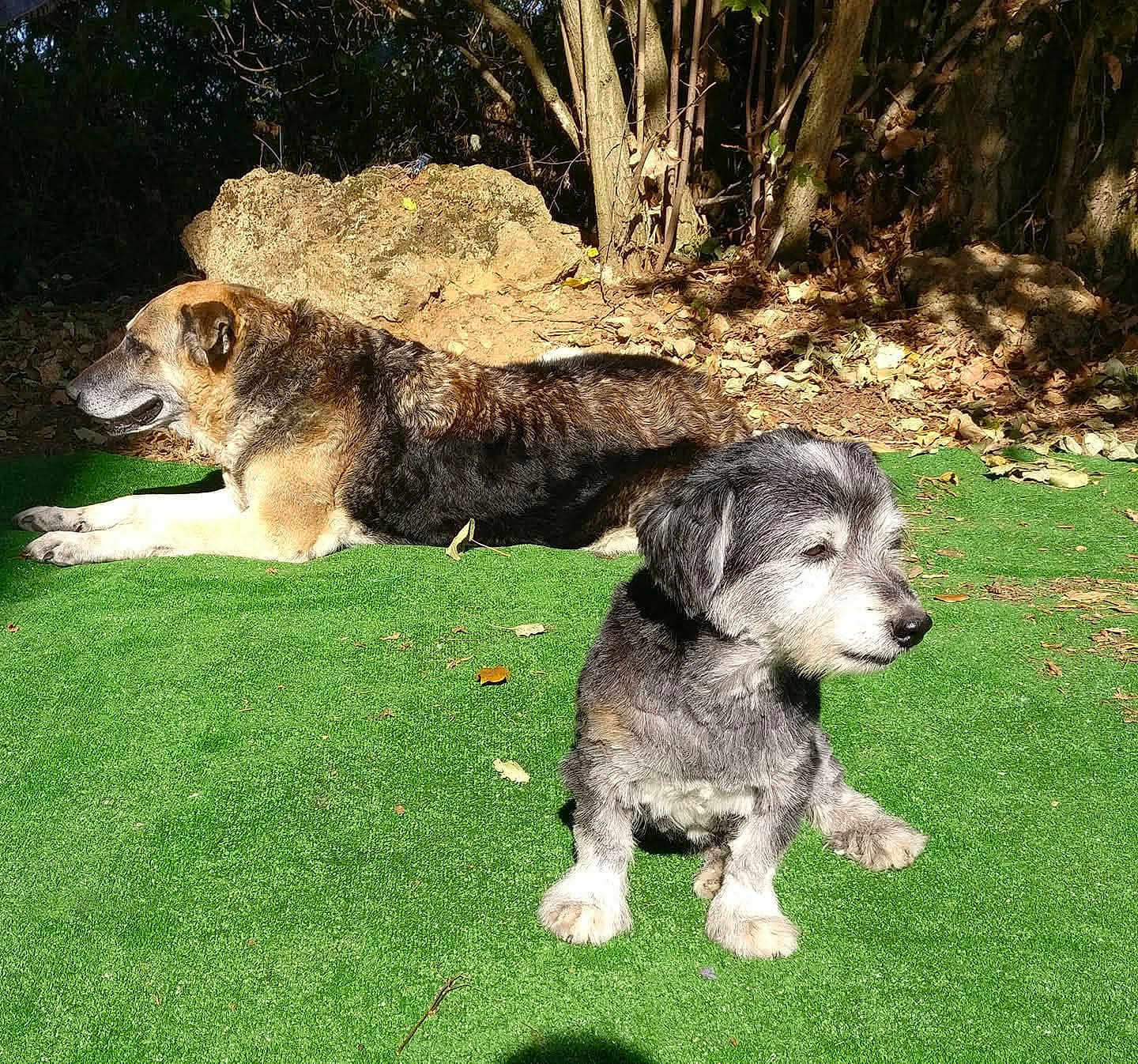 Xana E Alex a rejoint le concours — aidez-le/la à gagner de superbes lots ! dog, dogs, outdoor, sunlight, grass, greenery, animal, pet, nature, tree, leaf, sitting, lying_down, fur, canine, daylight, shade, relaxing, garden, park