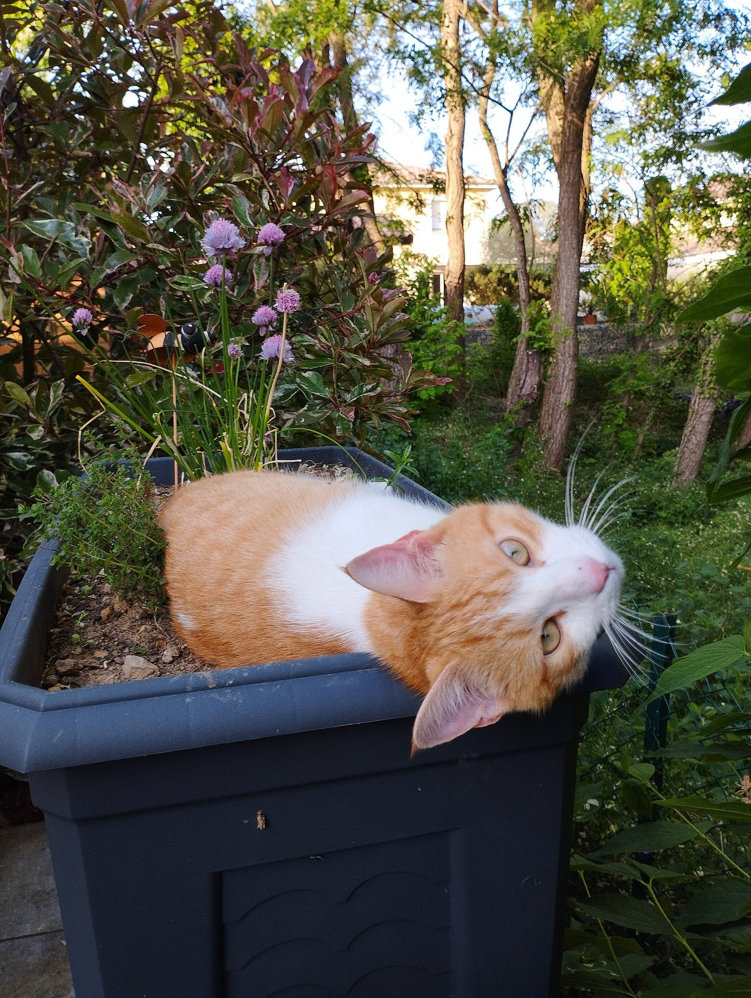 Samy a rejoint le concours — aidez-le/la à gagner de superbes lots ! box, carnivore, cat, domestic_short_haired_cat, fawn, felidae, flower, fur, garden, grass, house, plant, shrub, sky, small_to_medium_sized_cats, tail, tree, whiskers, window, wood
