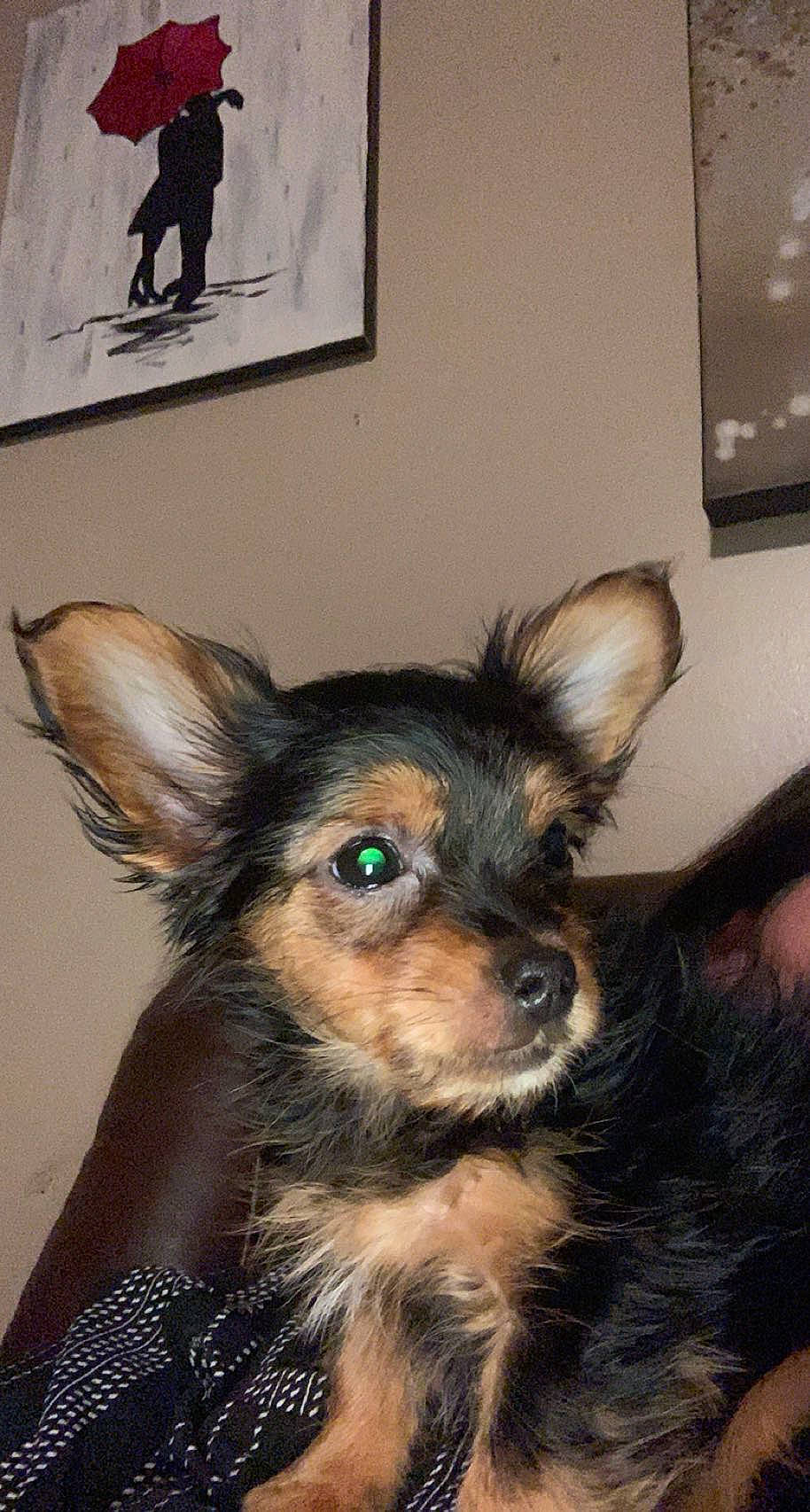 Buddah is registered to the contest to win money with this photo: carnivore, companion_dog, dog, dog_breed, ear, eye, eyelash, fawn, flooring, fur, guard_dog, picture_frame, puppy, snout, sporting_group, toy_dog, wall_plate, whiskers, working_animal, working_dog