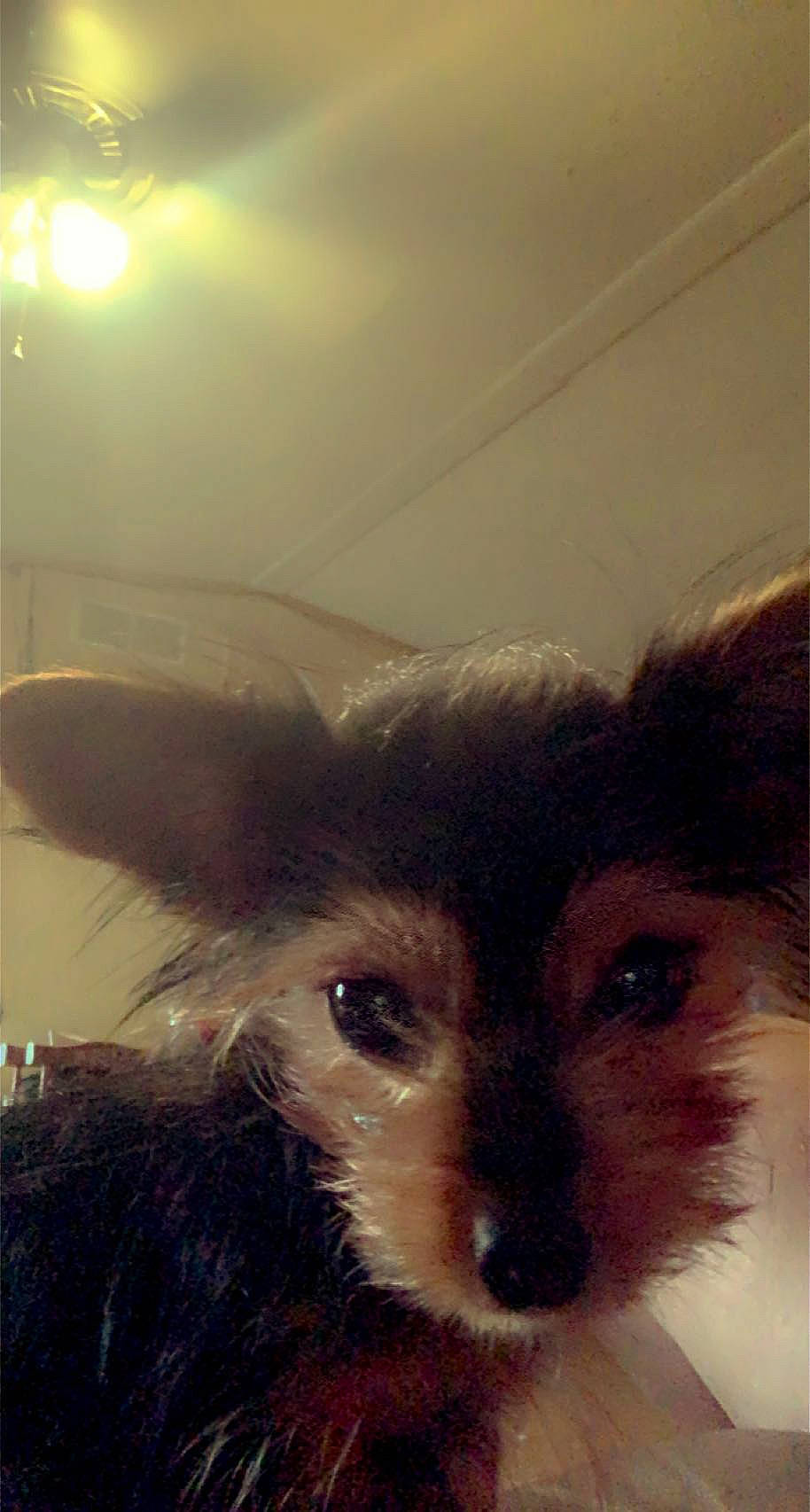 Buddah is registered to the contest to win money with this photo: canidae, carnivore, companion_dog, dog, dog_breed, ear, fur, lens_flare, non_sporting_group, small_terrier, tail, terrestrial_animal, terrier, toy_dog, whiskers, working_animal