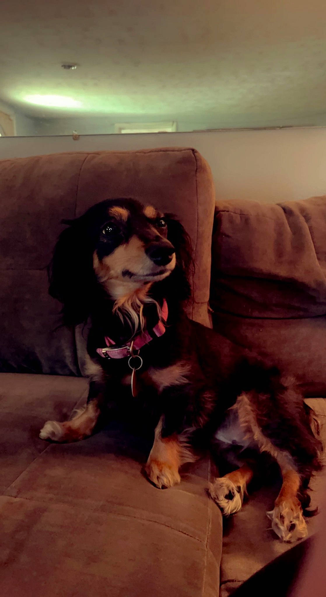 Lottie is registered to the contest to win money with this photo: canidae, carnivore, comfort, companion_dog, couch, dog, dog_breed, floor, flooring, fur, hardwood, liver, paw, snout, sporting_group, tail, tennis_ball, whiskers, wood, working_animal