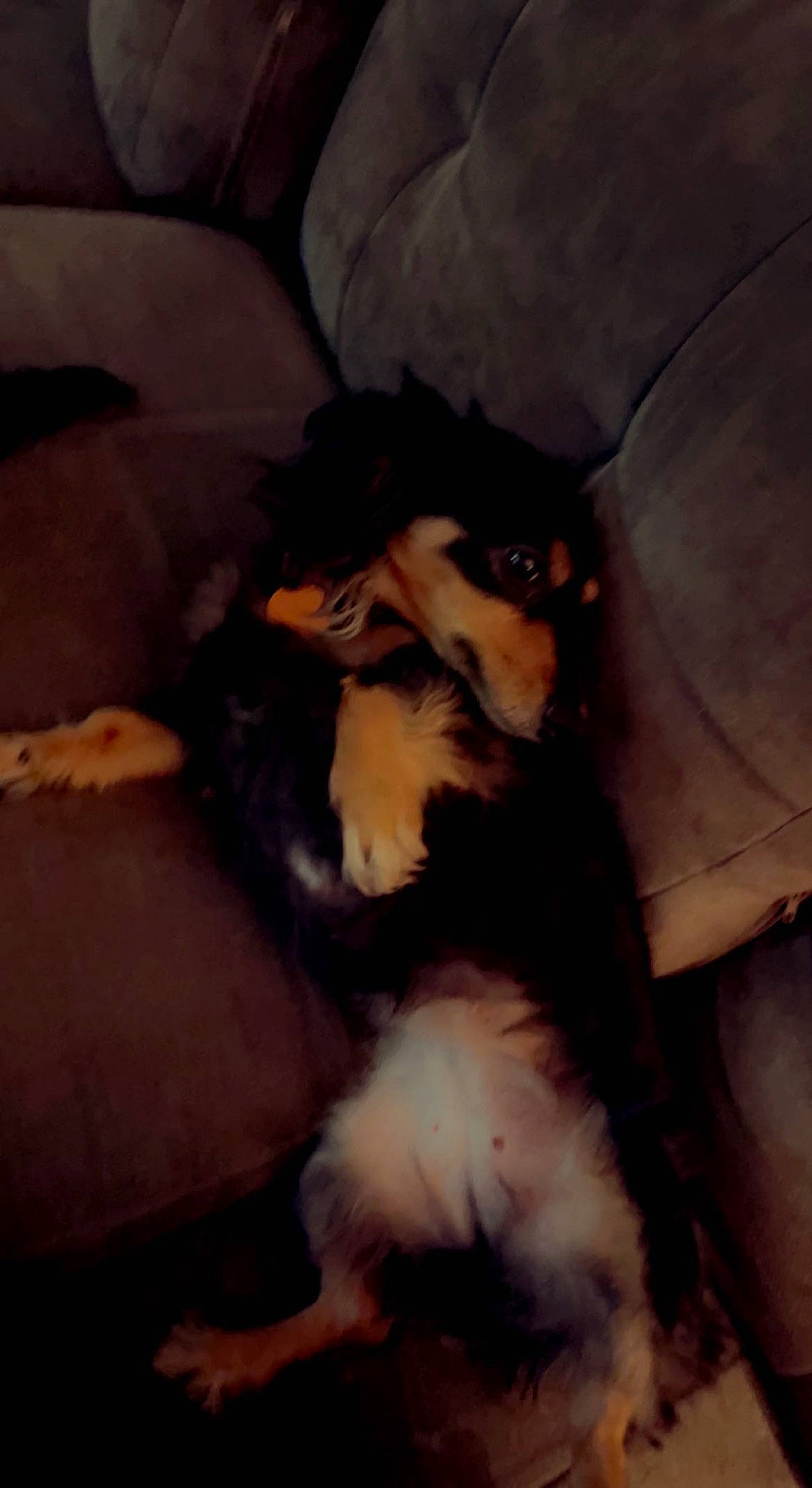 Lottie joined the competition — help win amazing prizes! canidae, carnivore, claw, comfort, companion_dog, dog, dog_breed, fawn, felidae, fur, mammal, nap, paw, small_to_medium_sized_cats, snout, sporting_group, tail, terrestrial_animal, toy_dog, whiskers