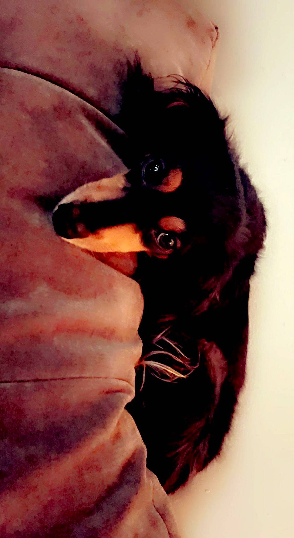 Lottie is registered to the contest to win money with this photo: carnivore, companion_dog, dog, dog_breed, eye, eyelash, fang, fawn, gesture, hair, head, human_body, jaw, neck, snout, sporting_group, sunglasses, whiskers, wing, working_animal