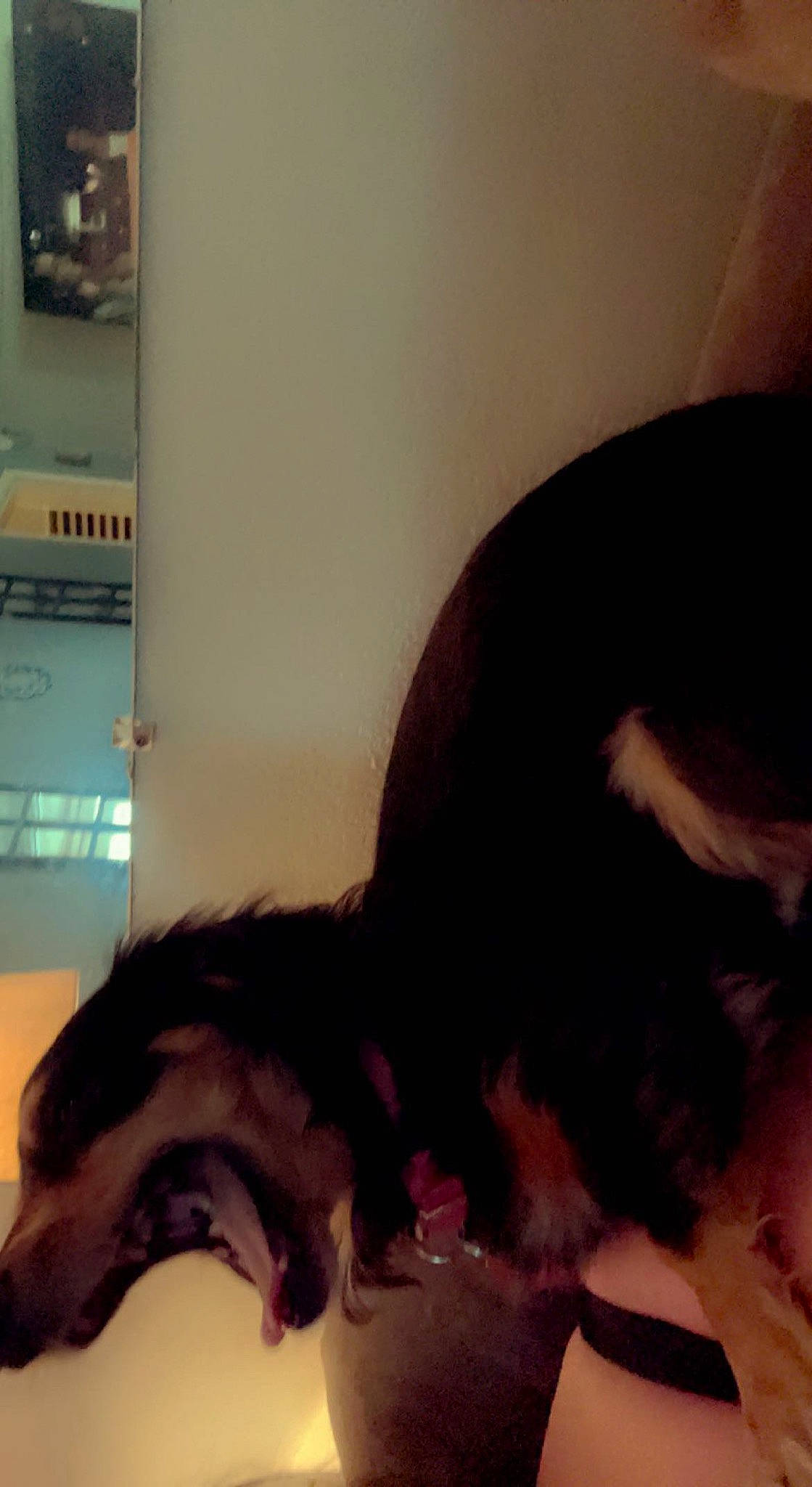 Lottie is registered to the contest to win money with this photo: bed, black_cat, carnivore, cat, claw, cloud, comfort, companion_dog, dog_breed, domestic_short_haired_cat, ear, felidae, fur, lap, nap, paw, small_to_medium_sized_cats, snout, tail, whiskers