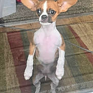 Bella is registered to the contest to win money with this photo: alert, animal, brown_and_white, carpet, curious, cute, dog, domestic, ears_up, front_view, glass_door, home, indoor, looking_out, pet, reflection, small_dog, standing, waiting, young_dog