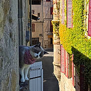 Gribouille a rejoint le concours — aidez-le/la à gagner de superbes lots ! animal, architecture, balcony, bandana, cat, curious, daytime, ivy, narrow_street, old_building, outdoor, pet, red_shutters, shadow, stone_wall, street, sunlight, travel, vintage, window
