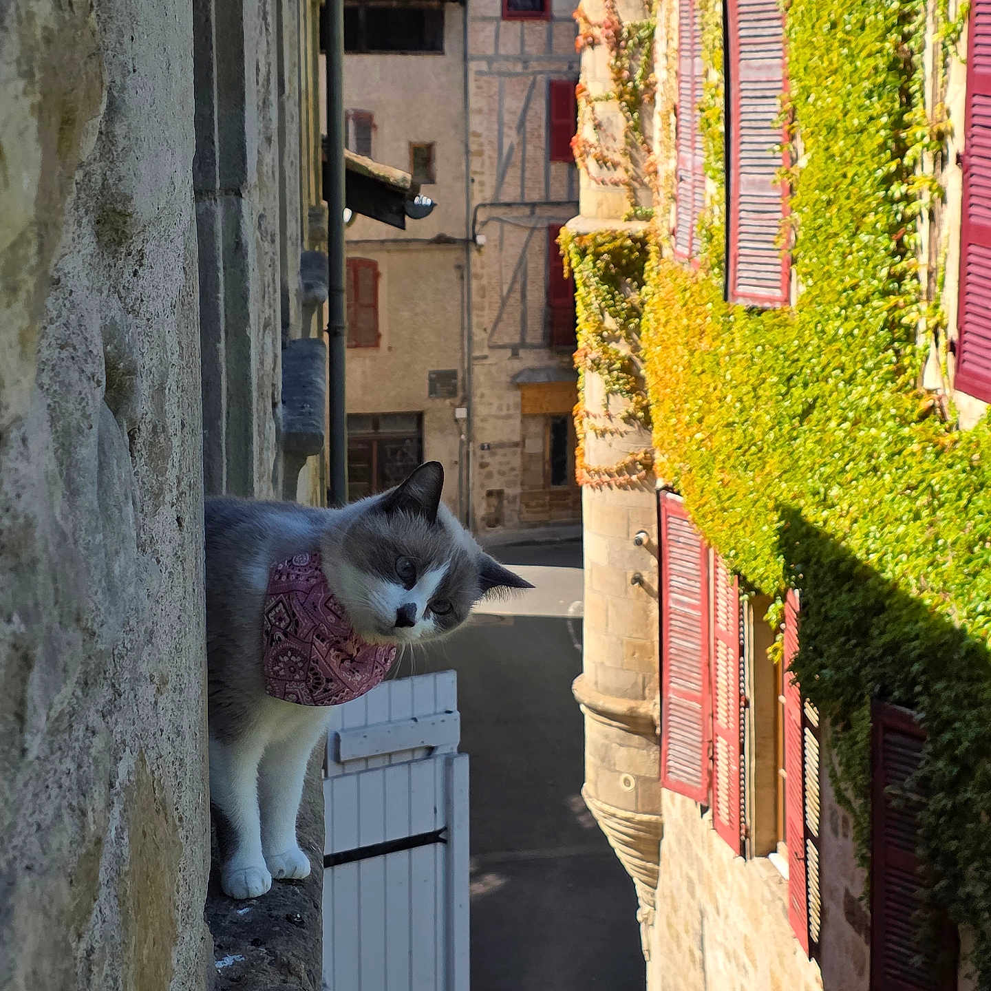 Gribouille a rejoint le concours — aidez-le/la à gagner de superbes lots ! animal, architecture, balcony, bandana, cat, curious, daytime, ivy, narrow_street, old_building, outdoor, pet, red_shutters, shadow, stone_wall, street, sunlight, travel, vintage, window