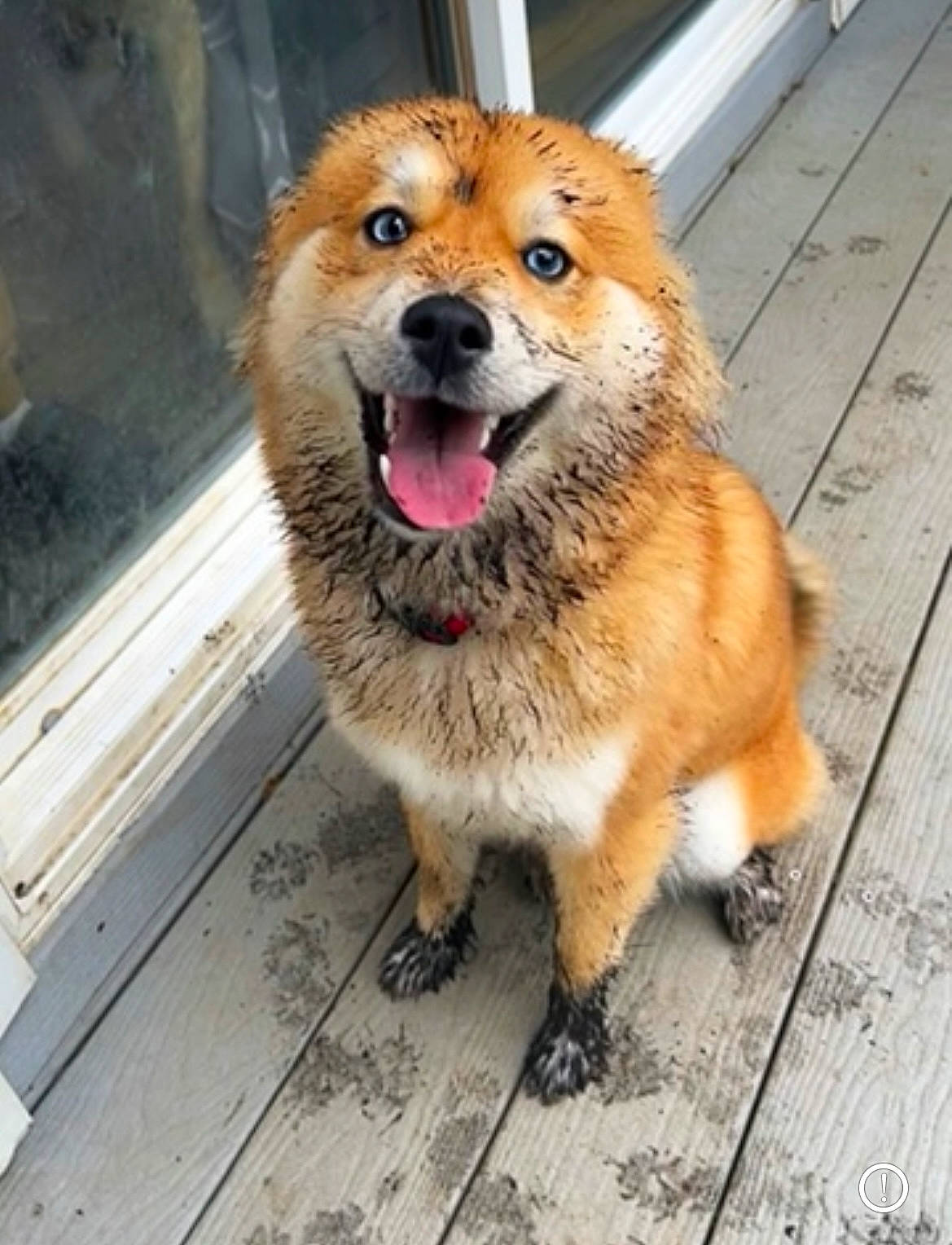 Lacy is registered to the contest to win money with this photo: canidae, carnivore, clock, collar, companion_dog, dog, dog_breed, dog_supply, fawn, flooring, fur, non_sporting_group, paw, puppy, snout, spitz, sporting_group, whiskers, wood, working_dog