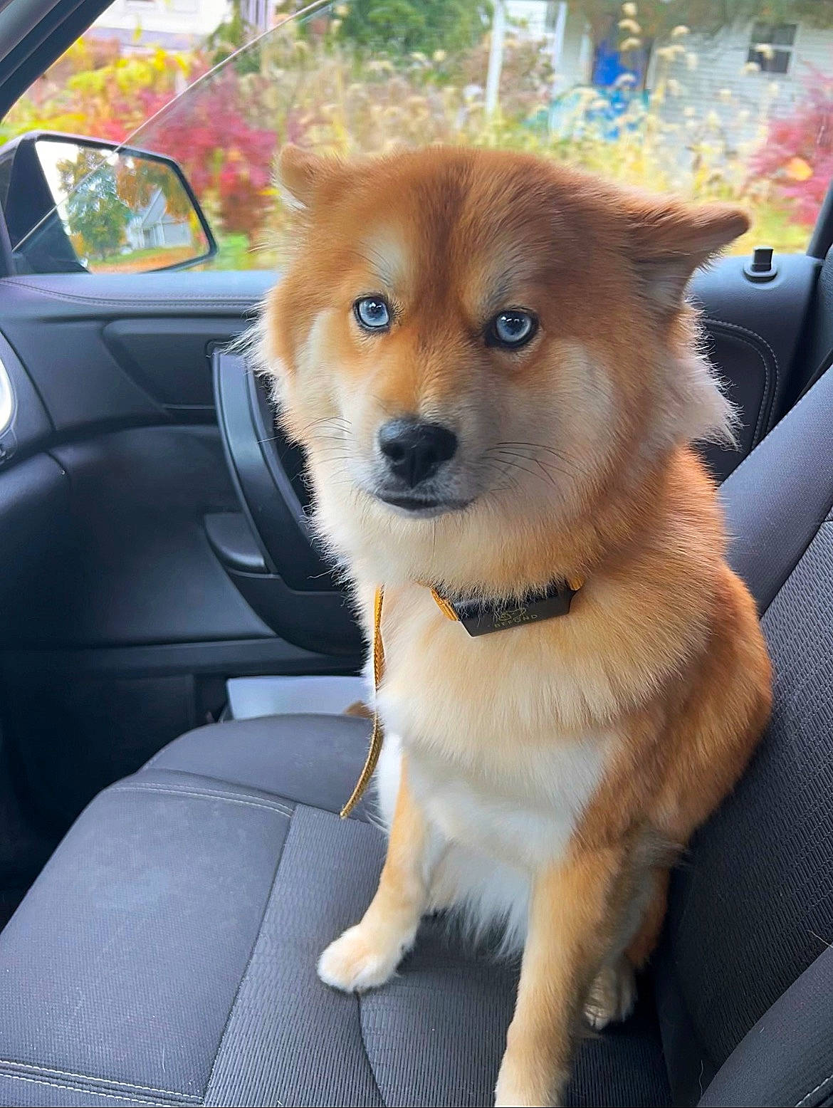 Lacy joined the competition — help win amazing prizes! auto_part, automotive_mirror, car, carnivore, collar, companion_dog, dog, dog_breed, dog_supply, fawn, fur, mirror, motor_vehicle, plant, steering_wheel, vehicle, vehicle_door, window, windscreen_wiper, working_animal