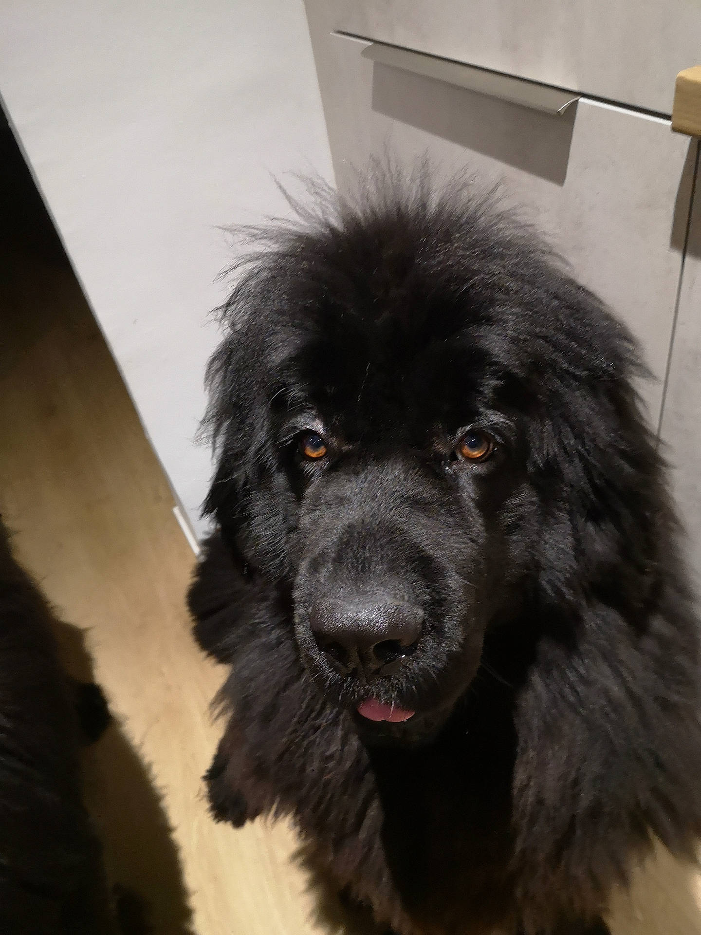 Tiara participe au concours pour gagner de l'argent avec cette photo : afghanhound, animal, canine, chow, cockerspaniel, collie, dog, hound, labradorretriever, lion, newfoundland, pet, poodle, puppy, terrier