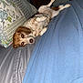 Cookie joined the competition — help win amazing prizes! dog, bed, blanket, pillow, indoor, relaxed, lying_down, brown_and_white, pet, furniture, sleepy, canine, domestic_animal, cozy, comfort, resting, fur, animal, cute, companion
