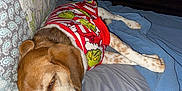 Cookie joined the competition — help win amazing prizes! dog, sleeping, bed, pillow, blanket, shirt, grinch, indoor, furniture, resting, canine, brown, white, red, blue, pattern, cozy, nap, domestic, animal