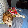 dog, sleeping, bed, pillow, blanket, shirt, grinch, indoor, furniture, resting, canine, brown, white, red, blue, pattern, cozy, nap, domestic, animal