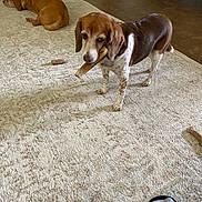 Cookie is registered to the contest to win money with this photo: dog, brown_dog, white_and_brown_dog, carpet, stick, floor, tile_floor, indoor, pet, animal, resting, chewing, sleeping, footwear, sandal, sock, home, relaxation, domestic, companion