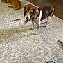dog, brown_dog, white_and_brown_dog, carpet, stick, floor, tile_floor, indoor, pet, animal, resting, chewing, sleeping, footwear, sandal, sock, home, relaxation, domestic, companion