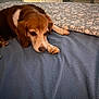 Cookie is registered to the contest to win money with this photo: dog, bed, blanket, quilt, indoor, brown, white, paws, resting, furniture, contemplative, animal, pet, cozy, comfort, canine, domestic, fur, sleepy, relaxed
