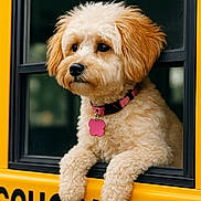 Annie joined the competition — help win amazing prizes! dog, school_bus, window, yellow, fur, collar, pink, paws, pet, animal, cute, curly_fur, portrait, outdoor, transportation, vehicle, black_text, thoughtful, closeup, fluffy