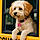 Annie