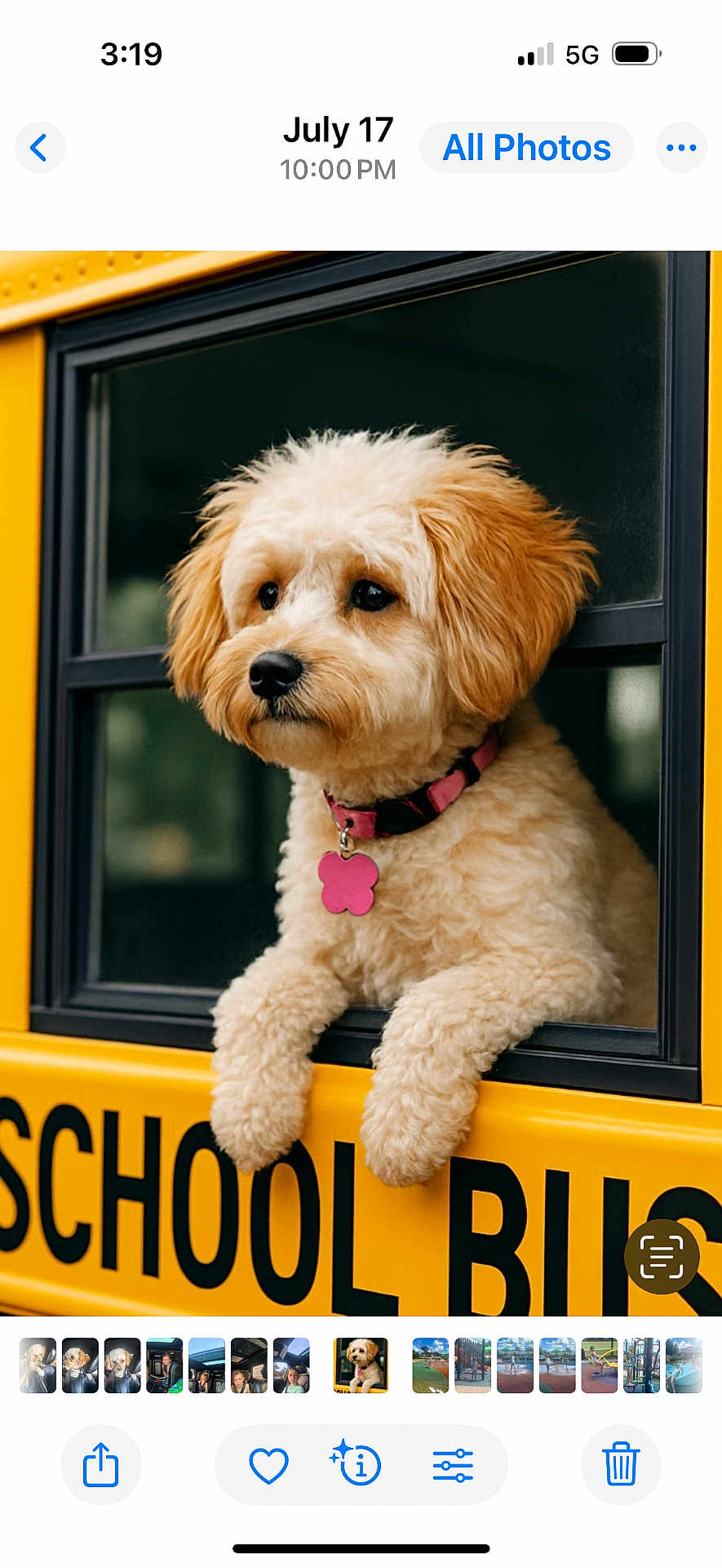 Annie joined the competition — help win amazing prizes! dog, school_bus, window, yellow, fur, collar, pink, paws, pet, animal, cute, curly_fur, portrait, outdoor, transportation, vehicle, black_text, thoughtful, closeup, fluffy