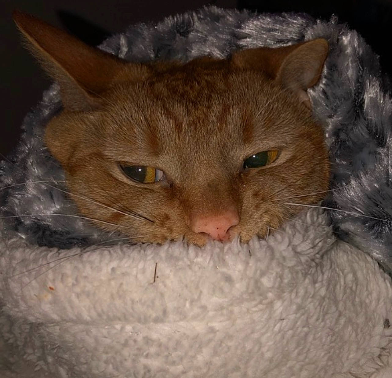 Johnny joined the competition — help win amazing prizes! carnivore, cat, cat_bed, cat_supply, domestic_short_haired_cat, ear, fawn, felidae, fur, small_to_medium_sized_cats, snout, terrestrial_animal, tree, whiskers