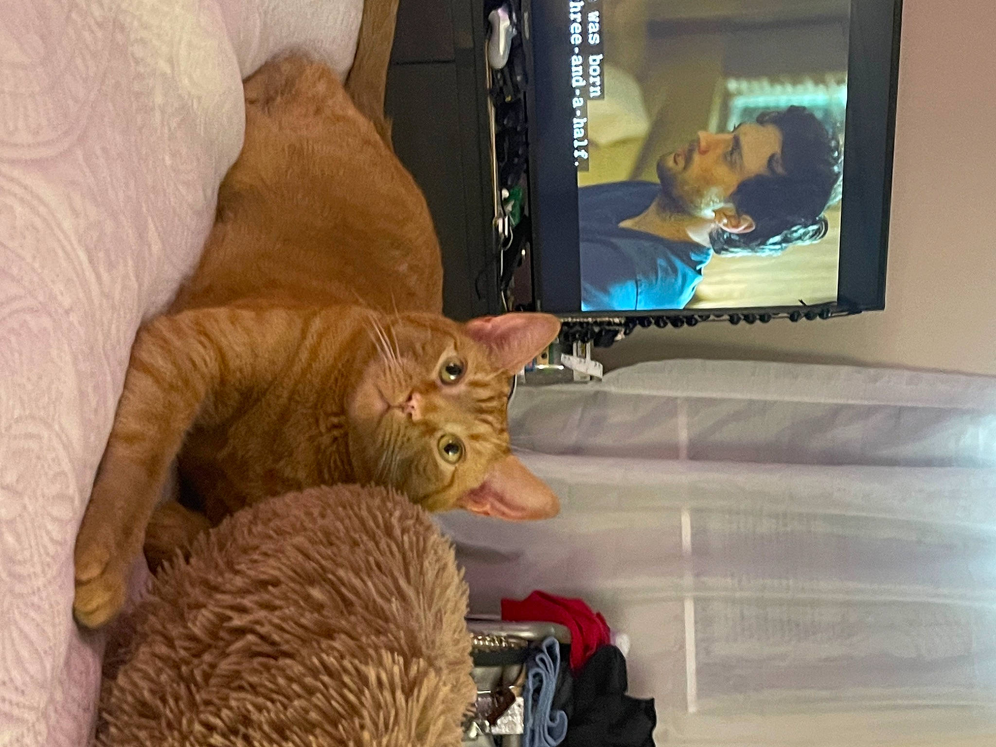 Johnny joined the competition — help win amazing prizes! carnivore, cat, comfort, display_device, domestic_short_haired_cat, fawn, felidae, flat_panel_display, fur, home_appliance, led_backlit_lcd_display, linens, room, small_to_medium_sized_cats, tail, television, television_set, textile, whiskers, wood