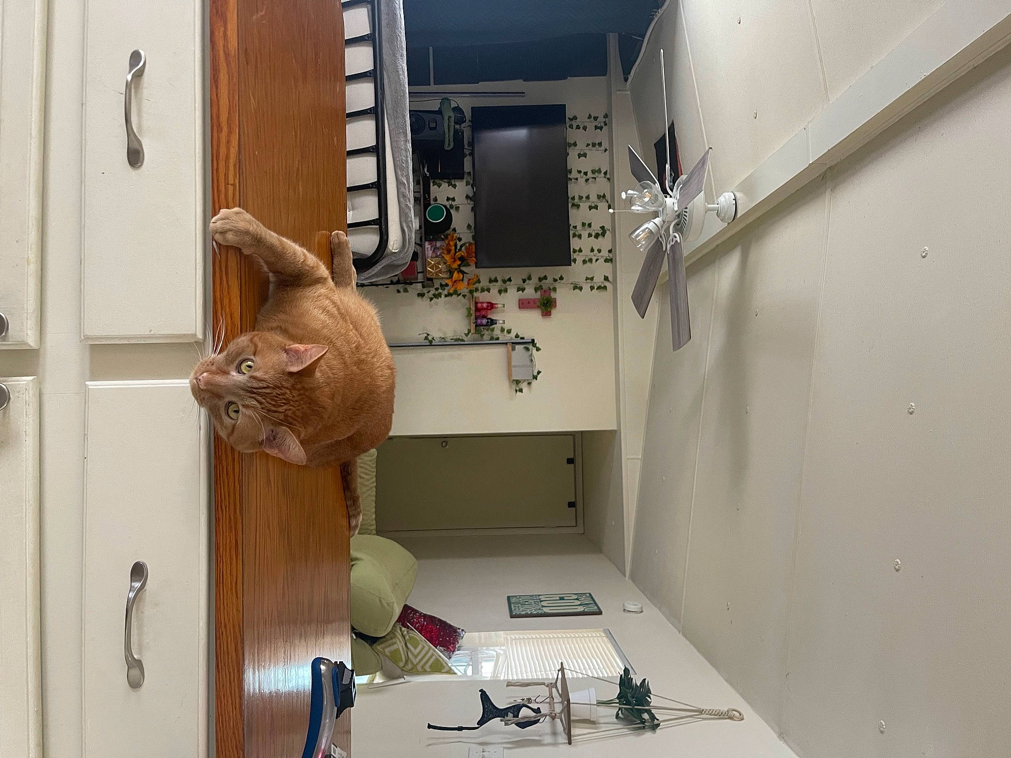 Johnny is registered to the contest to win money with this photo: building, cabinetry, ceiling, door, door_handle, electrical_supply, electrical_wiring, flooring, hardwood, home_door, house, interior_design, latch, machine, plaster, plywood, room, shelving, wood, wood_stain