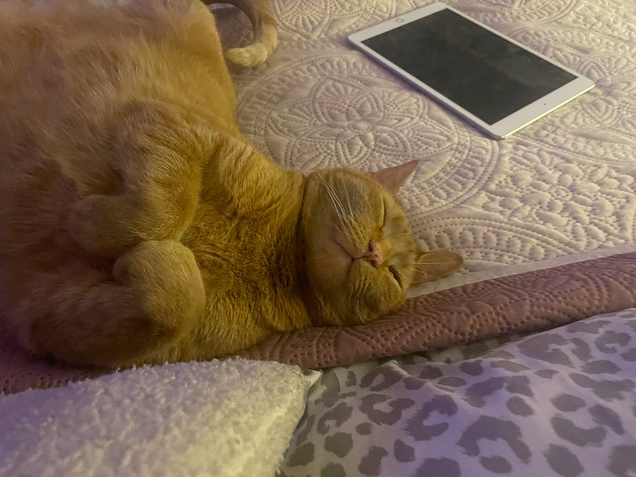 Johnny is registered to the contest to win money with this photo: bedding, comfort, communication_device, couch, fawn, felidae, flooring, fur, gadget, human_leg, linens, pattern, paw, rectangle, small_to_medium_sized_cats, tail, textile, whiskers, wood, wool