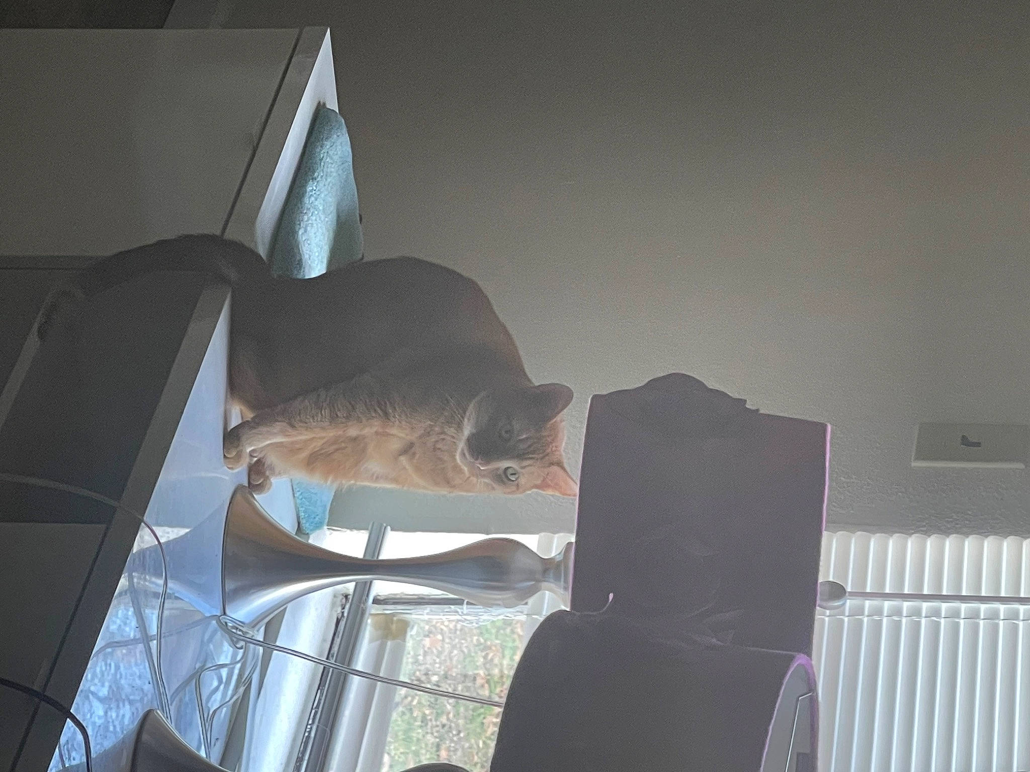 Johnny joined the competition — help win amazing prizes! auto_part, automotive_design, automotive_exterior, automotive_lighting, automotive_window_part, ceiling, comfort, felidae, fun, hat, luxury_vehicle, room, umbrella, vehicle_door, windshield, wood