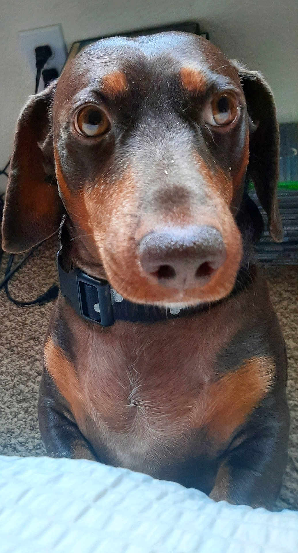 Sammy